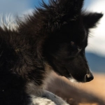 Забавные моменты в популярной слот игре с собачками The Dog House