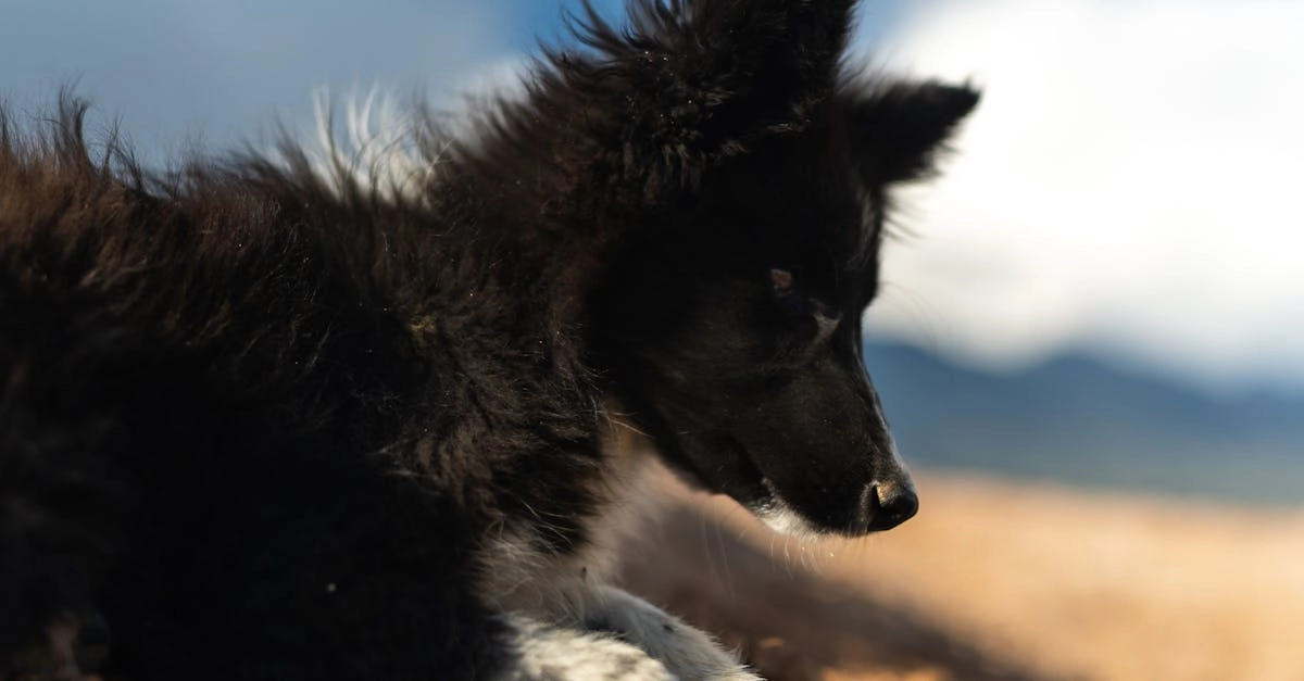 Забавные моменты в популярной слот игре с собачками The Dog House