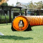 Веселый волк из игрового слота на ярком фоне